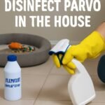 how to disinfect parvo in the house