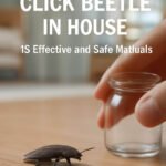 how to get rid of click beetle in house