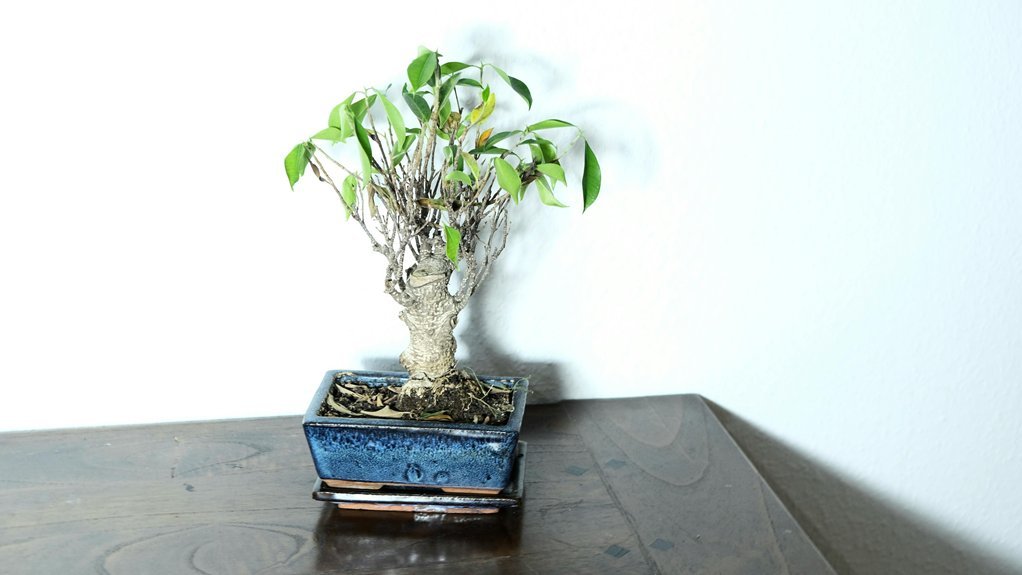 planta de higuera de hoja de fiddle